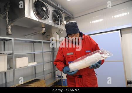 University of Milano Bicocca (Italy), EuroCold laboratory for the conservation and study of ice cores from Antarctica and glaciers, to allow studies on the global atmosphere and climate change. Valter Maggi, associate professor of climatology and Italian head of the project Epica (European project for ice coring in Antarctica) Stock Photo