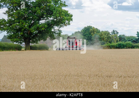 A Massey Ferguson combine harvester harvesting wheat growing in a field. Stock Photo