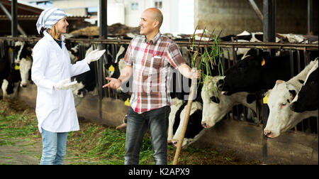 Professionals couple of vets working with milky cows in cowhouse outdoors