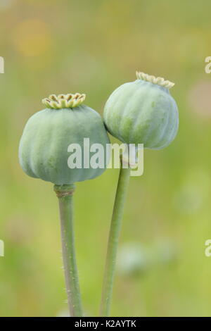 Seedheads of the Opium poppy (Papaver somniferum), ripening in the wildflower patch of an English garden in summer Stock Photo