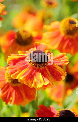 The bronze and orange daisy like flowers of Helenium 'Waltraut', or Sneezeweed, flowering in the border of an English garden in late summer Stock Photo