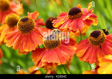 European Honey Bee (Apis Mellifera), drinking nectar from Helenium 'Waltraut', (Sneezeweed), in the border of an English garden in late summer