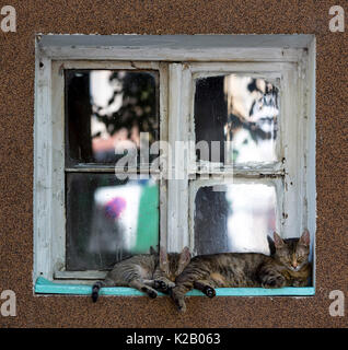 Two cats sleep outside of a window of a house. Stock Photo