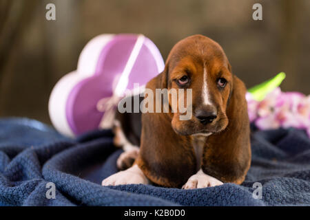 The beautiful puppy of Basset hound with sad eyes and long ears lies on the blanket and rests. Gently, soothing, relaxing. Copy space Stock Photo