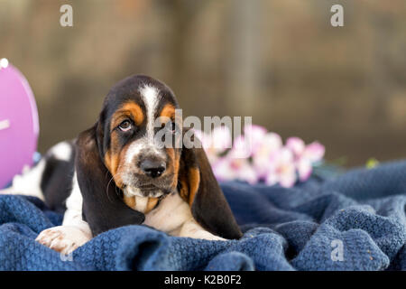 The beautiful puppy of Basset hound with sad eyes lies on the blanket and rests. Gently, soothing, relaxing Stock Photo