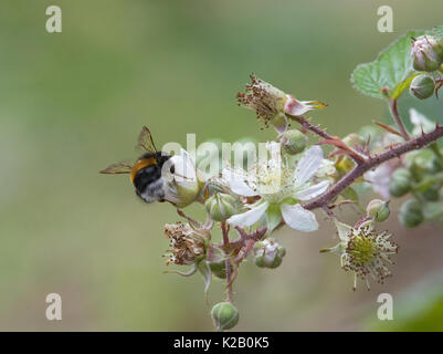 buff-tailed bumble bee, Bombus terrestris, collecting nectar on blackberry bush flower, Rubus fruticosus, Lancashire, UK Stock Photo