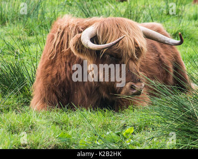 Single Highland Cow Stock Photo