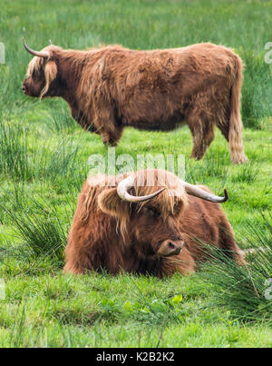 Highland Cows Stock Photo
