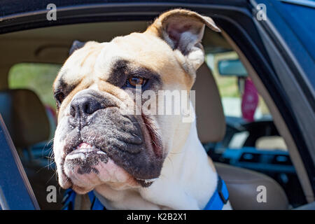 Picture of a french bulldog sitting in the car Stock Photo