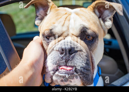 Picture of a french bulldog sitting in the car Stock Photo