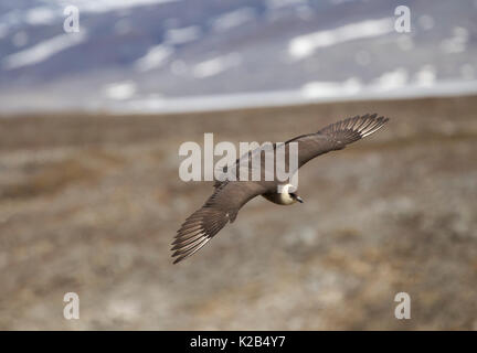 Long-tailed Skua, Stercorarius longicaudus, single adult in flight. Taken in June, Spitsbergen, Svalbard, Norway Stock Photo