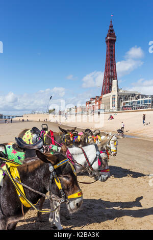 Blackpool, Fylde Coast, Lancashire, England. Donkeys on the beach.  The Blackpool Tower in the background.  Opened on14 May 1894 Stock Photo