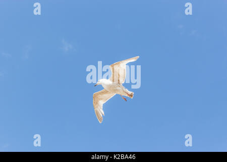 Lone seagull in flight. Stock Photo
