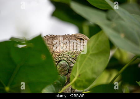 Common Green Iguana Hiding behind Leafs, Rainforest Stock Photo