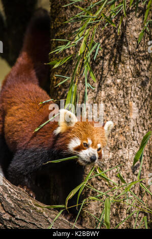 Red Panda Walking on Tree Trunk Eating Bamboo Leafs, China Stock Photo