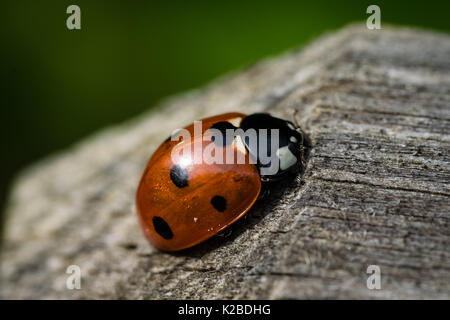 Macro close up of ladybird beetle on wooden post in late summer Stock Photo