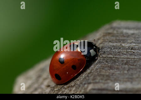 Macro close up of ladybird beetle on wooden post in late summer Stock Photo