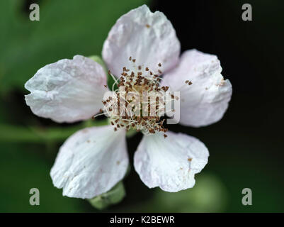 Wild Himalayan blackberry (Rubus armeniacus) flower in western Washington state, USA