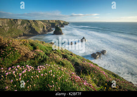 A view from the clifftops at Bedruthan Steps in Cornwall. Stock Photo
