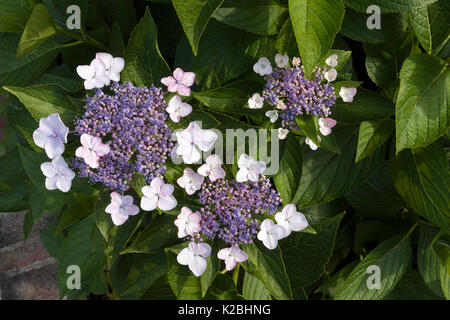 'Big Leaf hydrangea,' Lacecap' & 'Tokyo Delight,' are common names of this Hydrangea Macrophylla showing buds & lacy clusters of pink outer flowers. Stock Photo