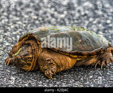 Snapping Turtle relaxing On Pavement - Snapping Turtle Crawled Through Grass and Onto Pavement - Rough and Rugged Skin Stock Photo