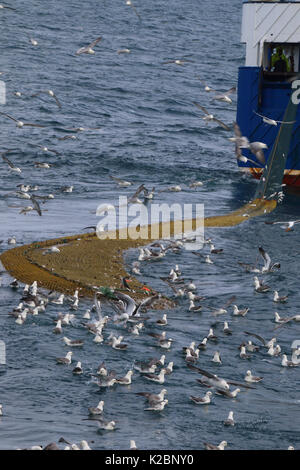 Fishing net full of Hake (Merluccius merluccius) with gulls nearby, North Sea, May 2015. Stock Photo