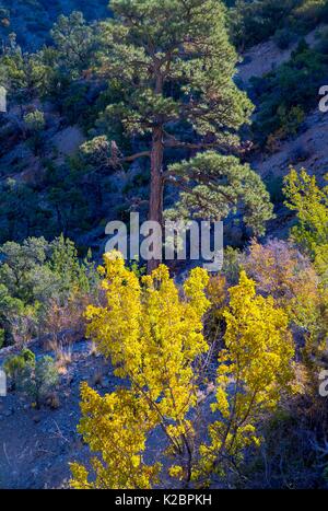 Fall foliage seen on trees at the La Madre Mountain Wilderness within the Red Rock Canyon National Conservation Area September 27, 2016 near Las Vegas, Nevada. Stock Photo