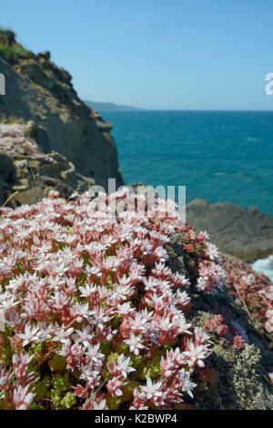 English stonecrop (Sedum anglicum) clump flowering on clifftop, Widemouth Bay, Cornwall, UK, June. Stock Photo