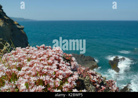 English stonecrop (Sedum anglicum) clump flowering on clifftop, Widemouth Bay, Cornwall, UK, June. Stock Photo