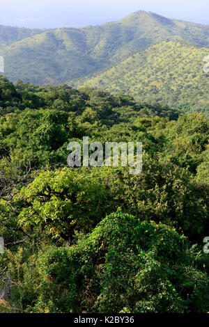 Forest landscape in Mago National Park. South Omo Valley. Mursi territory. Ethiopia, November 2014 Stock Photo