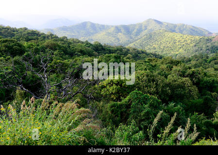 Forest landscape in Mago National Park. South Omo Valley. Mursi territory. Ethiopia, November 2014 Stock Photo