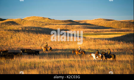 Switzer family herding cattle on horsesback on their ranch, Calamus Outfitters. Nebraska, USA, October 2014. Stock Photo