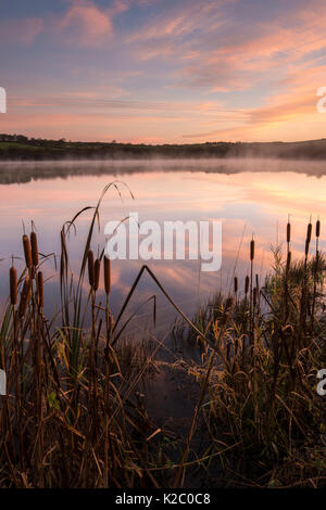 Greater bullrush / reedmace (Typha latifolia), early morning light and reflections at Lower Tamar Lake, Cornwall, UK, November 2013. Stock Photo