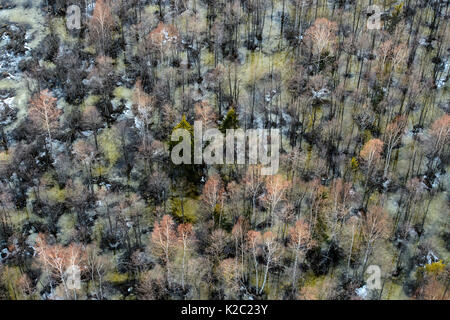 Aerial view of flooded forest in Soomaa National Park, Parnumaa County, Estonia, April 2013. Stock Photo