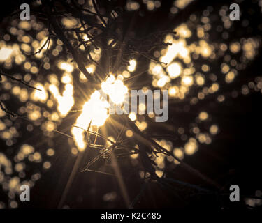 Tree Branches Sun and Bokeh Lights Taken In Live Oak Grove Stock Photo