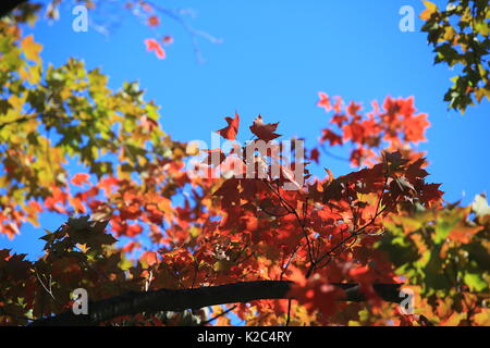 autumn maple leaves change to red Stock Photo