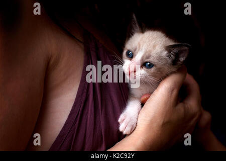 Woman holding 1 week old white kitten. Stock Photo