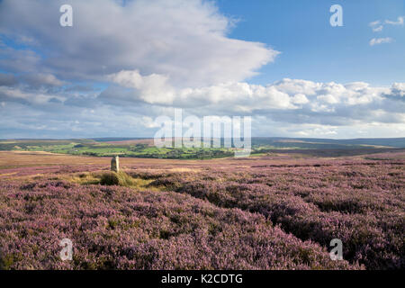 Siss Cross on Low Danby Moor, in the North York Moors Stock Photo