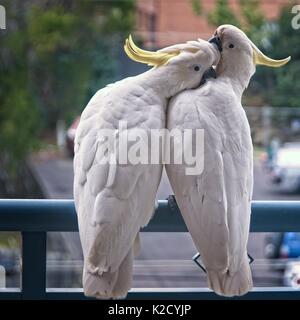 Two amorous Australian Sulphur Crested Cockatoos flirting close-up walking on a balcony rail with their crests on display. (Photo Series). Gosford. Stock Photo