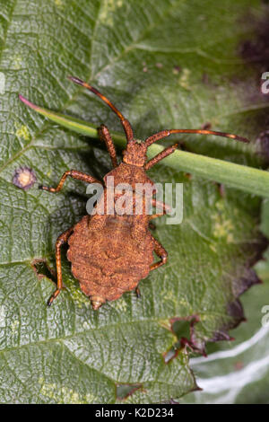 Spotted brown body of a late instar nymph of the Dock bug, Coreus marginatus Stock Photo