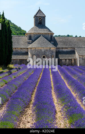Lavender (Lavendula angustifolia) fields in front of Senanque Abbey, Gordes Village, Provence, France, July 2015. Stock Photo