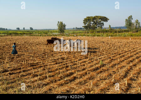 Girl with cattle grazing on harvested field. Jimba, Lake Tana Biosphere Reserve, Ethiopia. December 2013. Stock Photo
