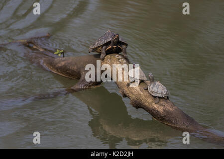 The Assam roofed turtle (Pangshura sylhetensis) also known as Sylhet ...