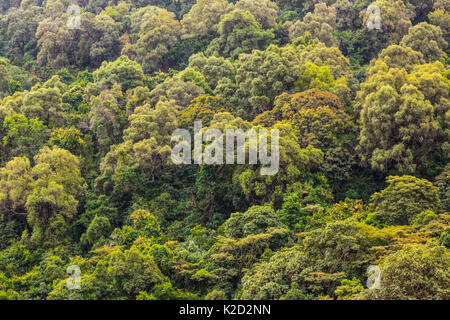 'Church forest', area of ancient forest, preserved by priests of the Ethiopian Orthodox Tewahedo Church, Tara Gedam, Lake Tana Biosphere Reserve, Ethiopia. December 2013. Stock Photo