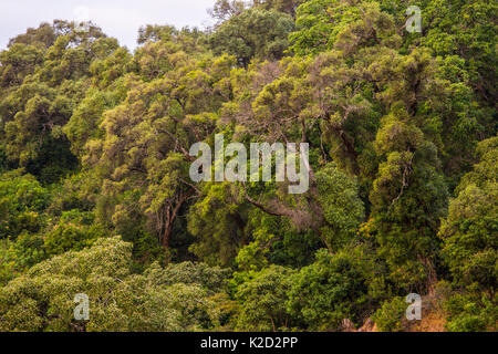 'Church forest', area of ancient forest, preserved by priests of the Ethiopian Orthodox Tewahedo Church, Tara Gedam, Lake Tana Biosphere Reserve, Ethiopia. December 2013. Stock Photo