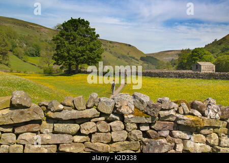 Hay meadows and barns in field with buttercups and dry stone walls, Swaledale, near Muker Village Yorkshire, England, UK, June 2015. Stock Photo