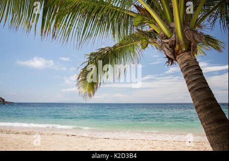Coconut palm (Cocos nucifera), Sai Deng beach, Koh Tao, Gulf of Thailand, Thailand. Stock Photo