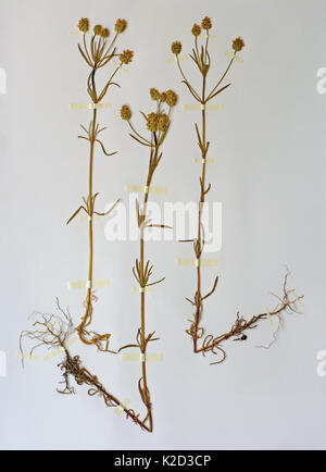 a herbarium sheet with Plantago afra, the Glandular Plantain or Psyllium, from the family Plantaginaceae, Stock Photo