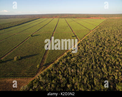 Aerial view of Sisal (Agave sisalana) plantation alongside spiny forest containing Octopus trees (Didiera madagascariensis) Berenty, Madagascar, October 2015. Stock Photo