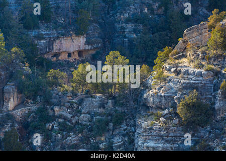 Ancient cliff dwelling rooms in rock face, Walnut Canyon National Monument, Flagstaff, Arizona, USA, February 2015. Stock Photo